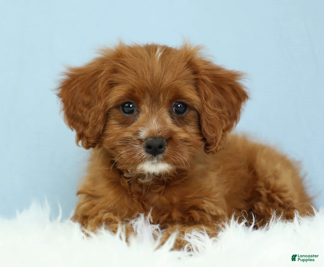 Cavapoo dogs for sale: Buckeye 🍦 - Ad 1