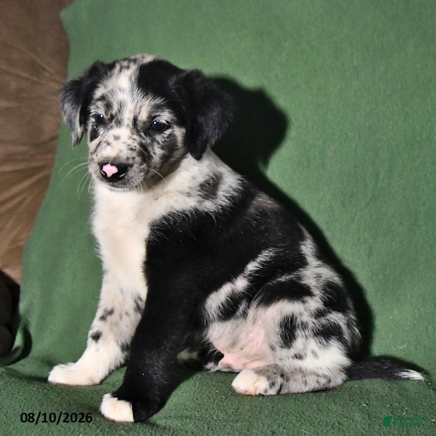 Mixed Breed dogs Benny - Ad 1