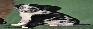 Benny