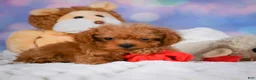 Cavapoo dogs for sale: Dan - Ad 8