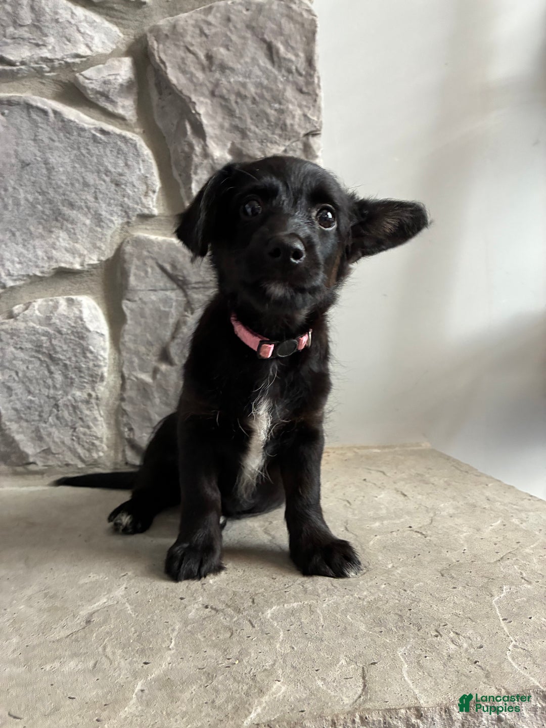 Corgipoo dogs for sale: Rascal Corgipoo - Ad 2