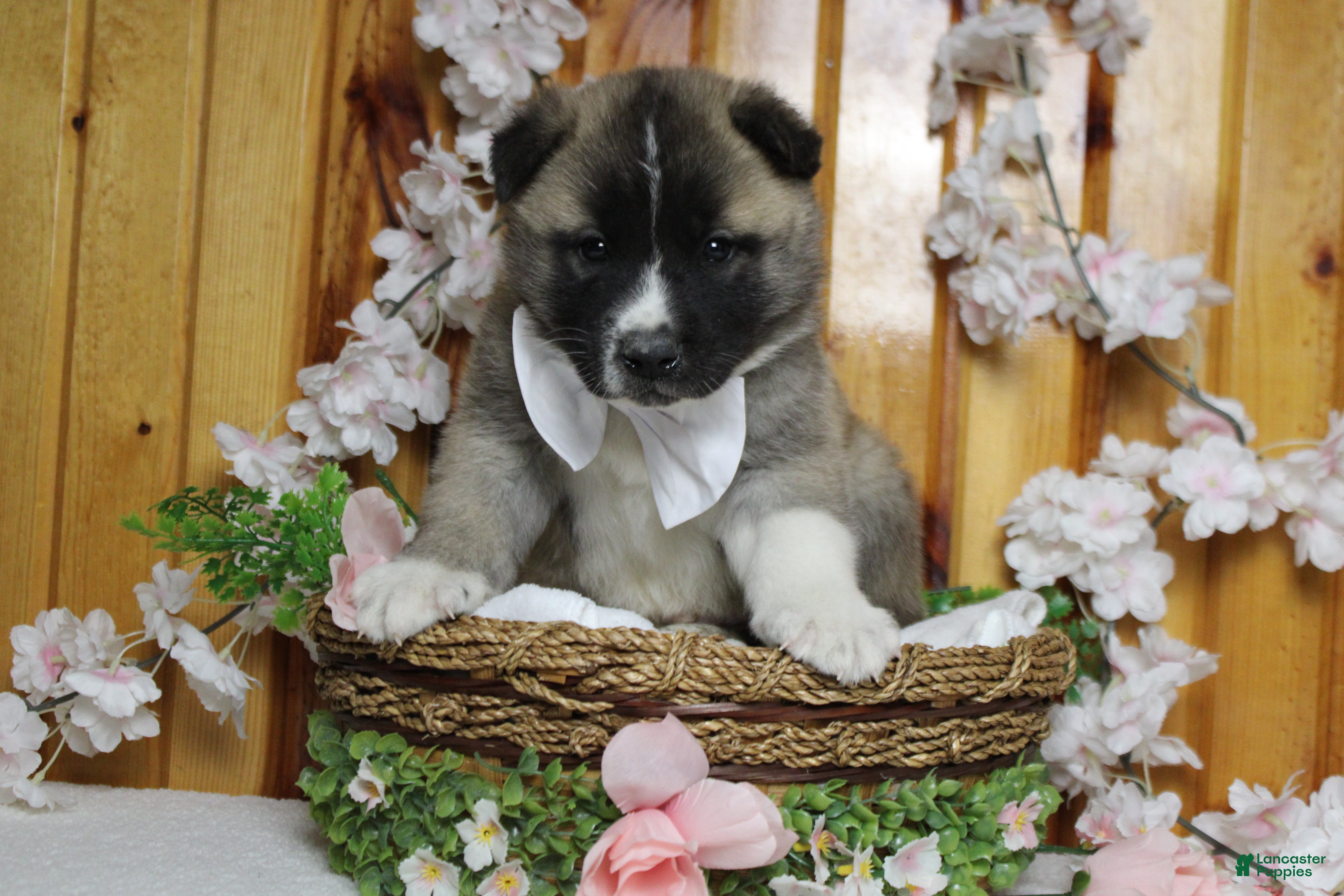 Akita dogs Cortland  - Ad 7