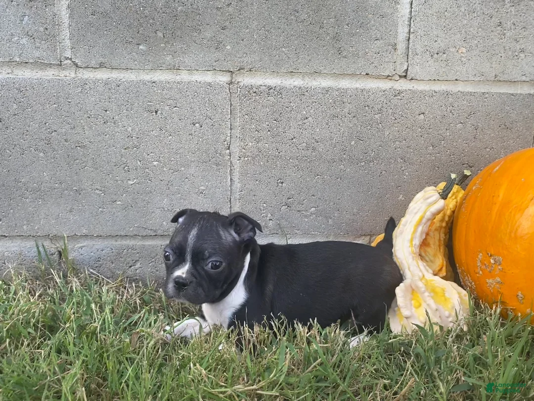 Boston Terrier dogs for sale: Lane  - Ad 1