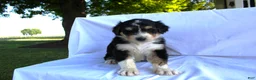 Bernedoodle dogs for sale: Smiley - Ad 5