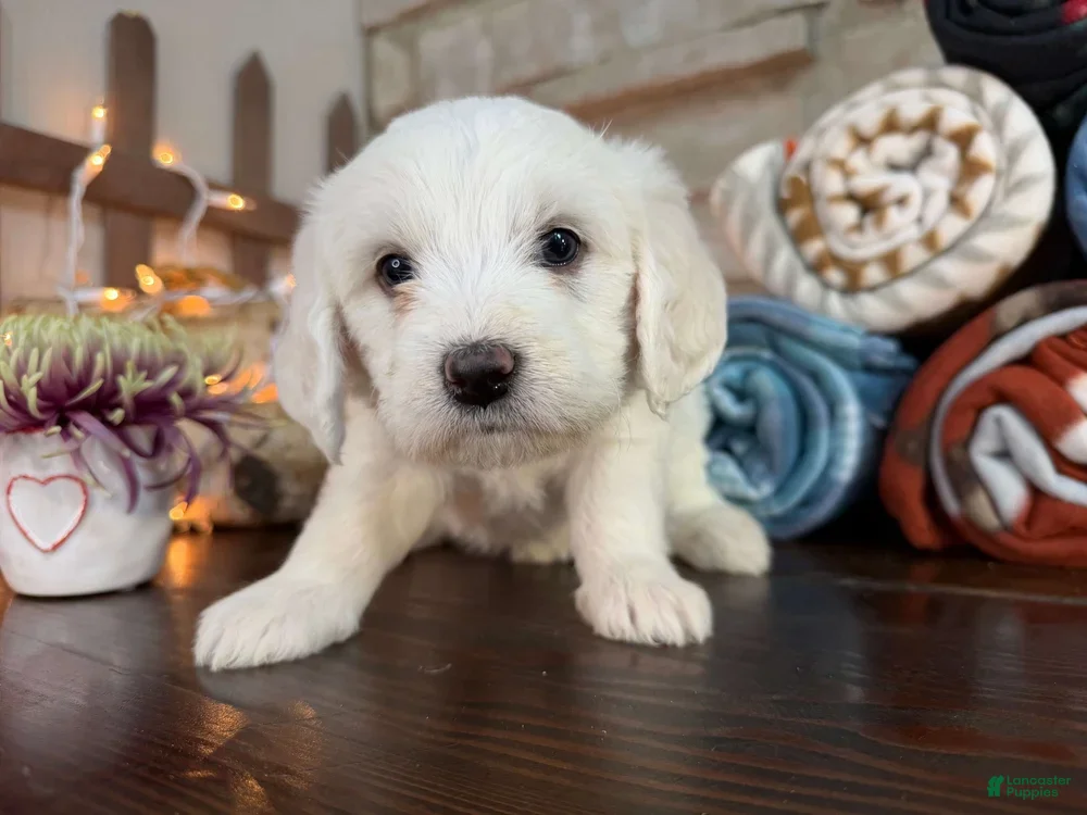 Mixed Breed dogs Diamond Princess (Girl) - Ad 2