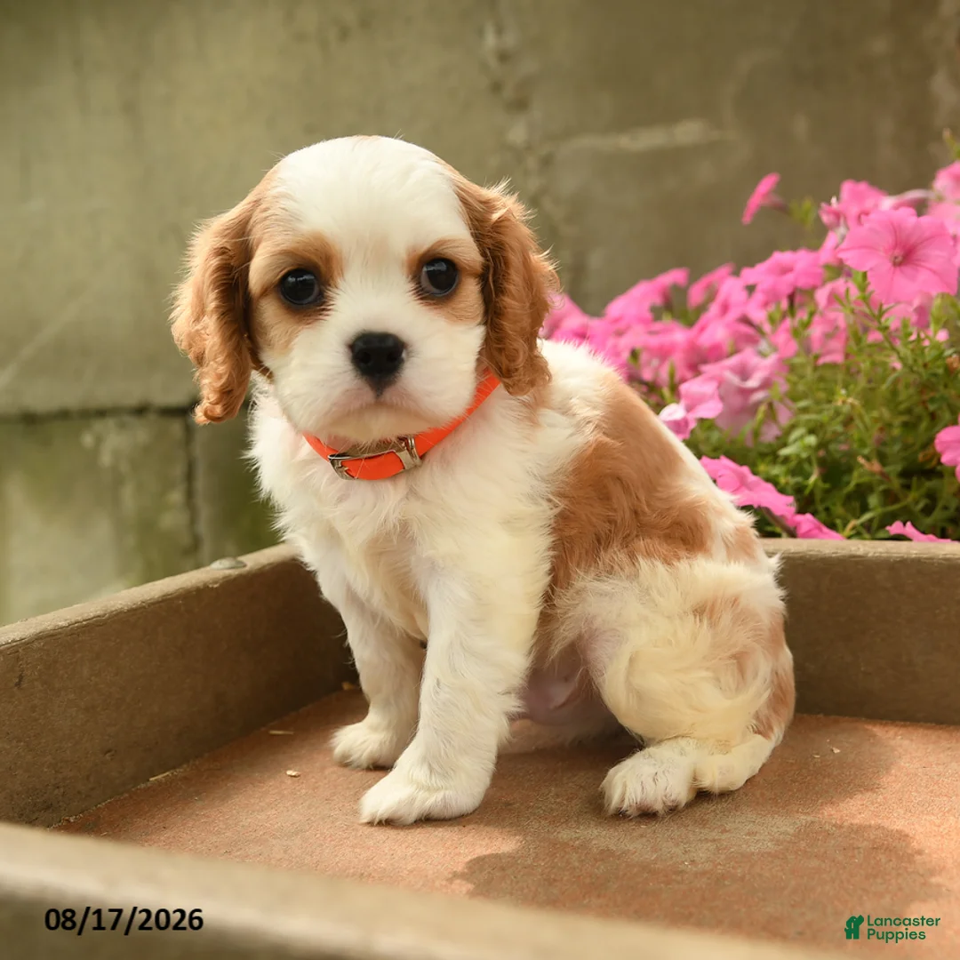 Cavalier King Charles Spaniel dogs for sale: Foster - Ad 1