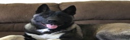 Akita dogs for sale: Akita Puppy Girl 5 - Ad 9
