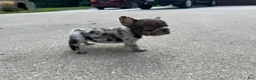 French Bulldog dogs for sale: Small Female Isabella Merle Puppy: - Ad 6