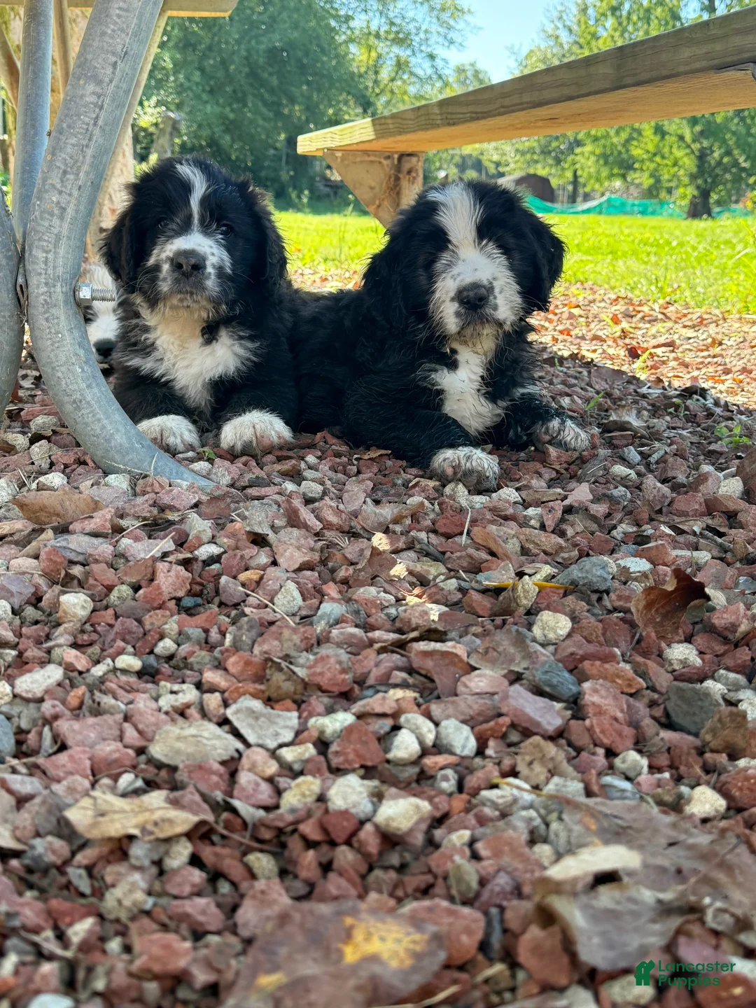 Saint Berdoodles dogs for sale: Saint Berdoodles 6 - Ad 1