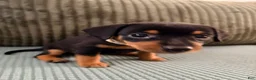 Miniature Pinscher dogs for sale: Luna - Ad 9