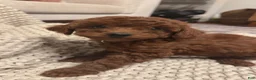 Toy Poodle dogs for sale: Alice - Ad 1
