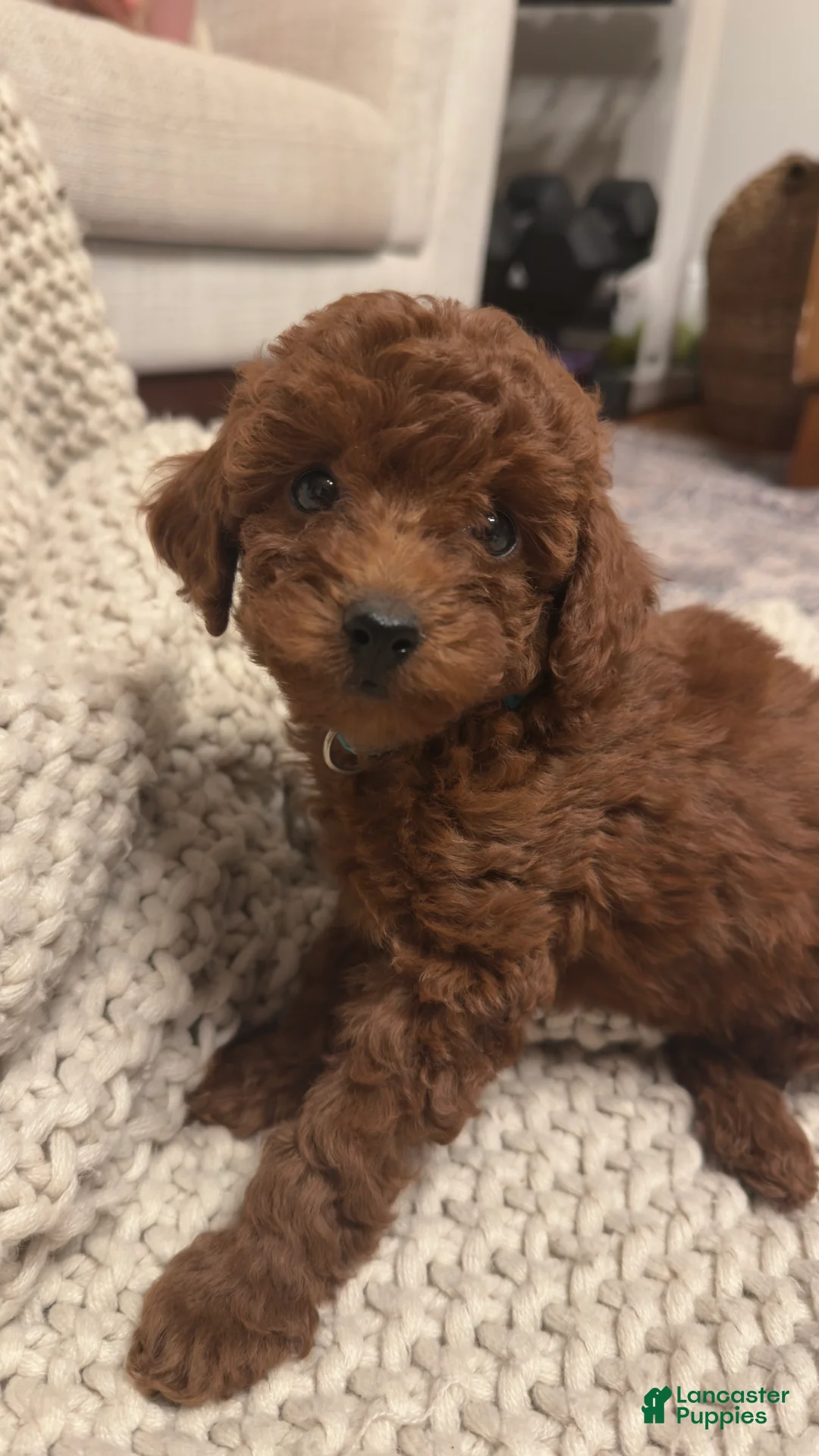Toy Poodle dogs for sale: Alice - Ad 1