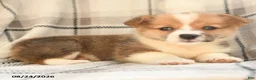 Welsh Corgi Pembroke dogs for sale: Maple   - Ad 7