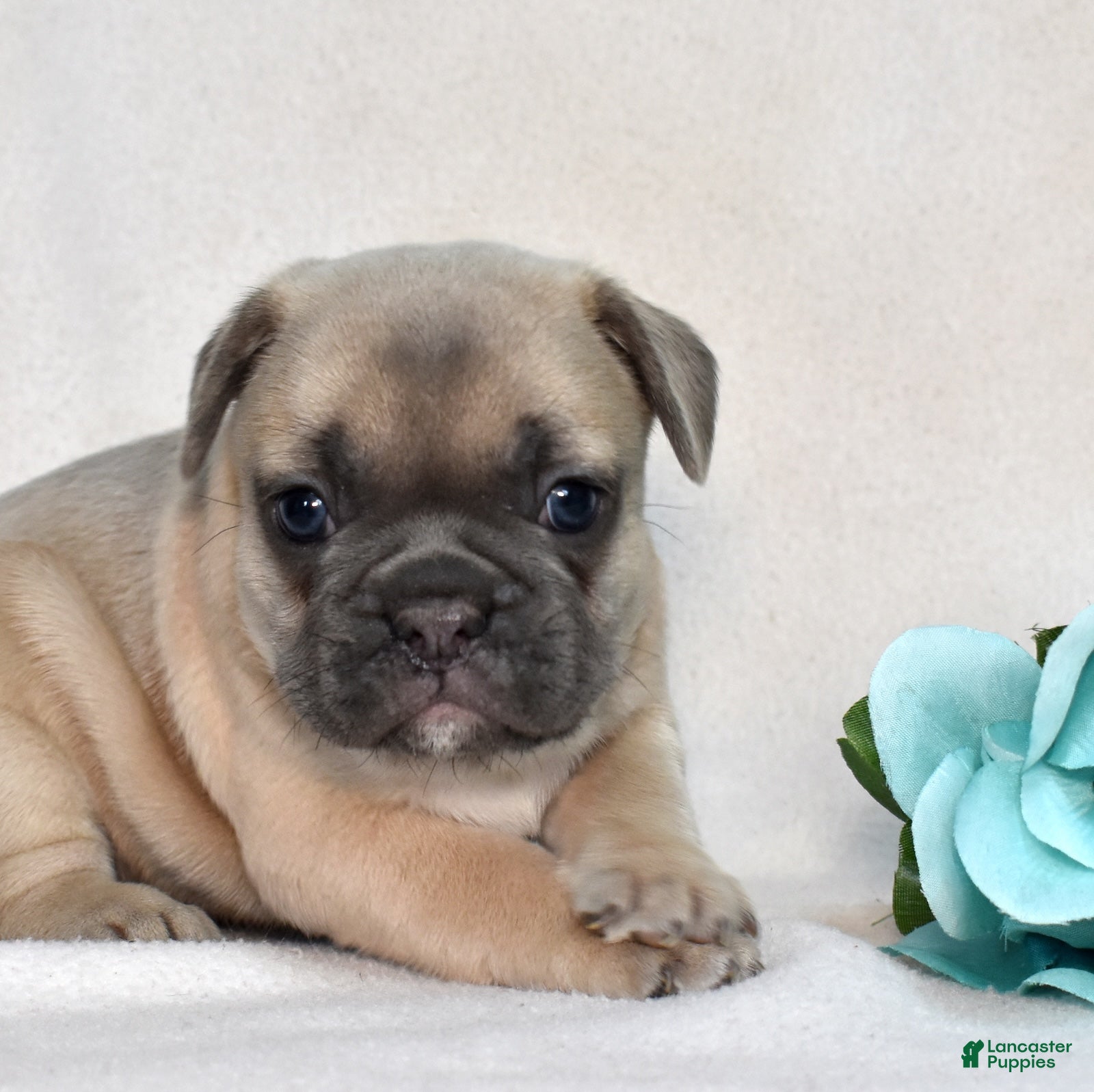 French Bulldog dogs Weston - Ad 2