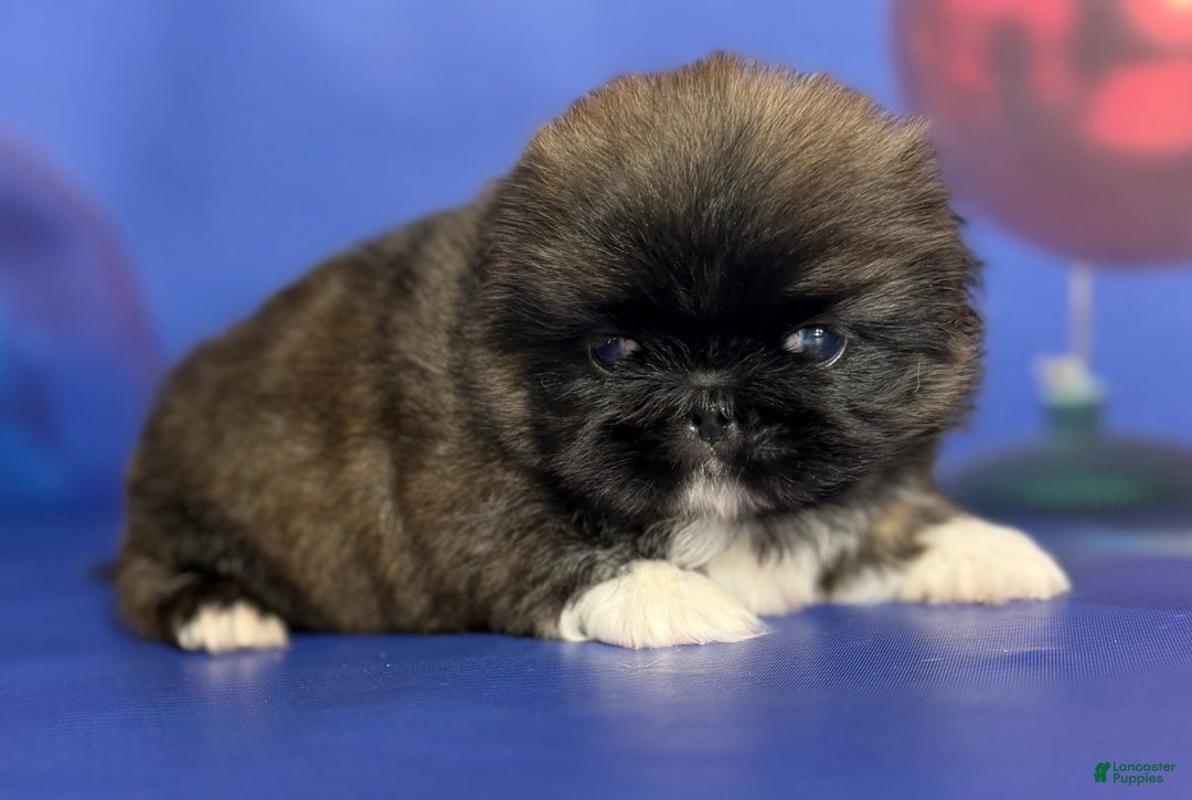 Pekingese dogs for sale: AKC DNA OFA Pudding - Ad 4