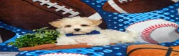 Maltipoo dogs for sale: Laim 7 lbs Full Grown - Ad 8