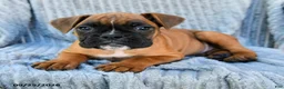 Boxer dogs for sale: Bailey - Ad 3
