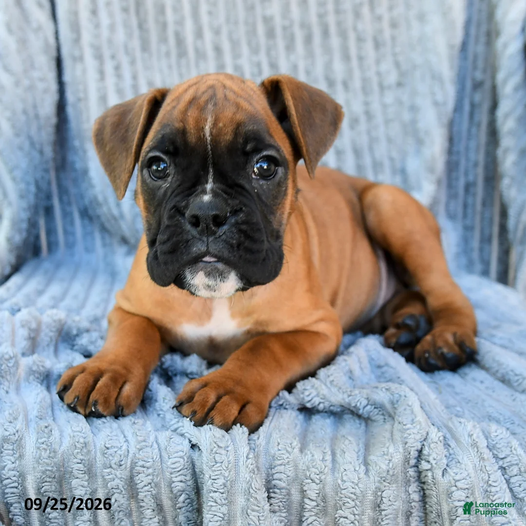 Boxer dogs for sale: Bailey - Ad 3