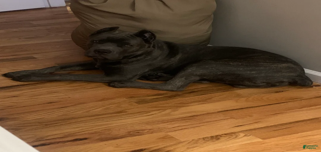 Gallery Image {{count}}