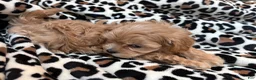 Maltipoo dogs for sale: Cookie  - Ad 8