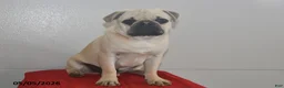 Pug dogs for sale: Billy - Ad 3