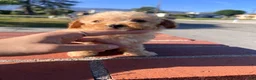 Toy Poodle dogs for sale: Toy Poodle Puppy 2 - Ad 1