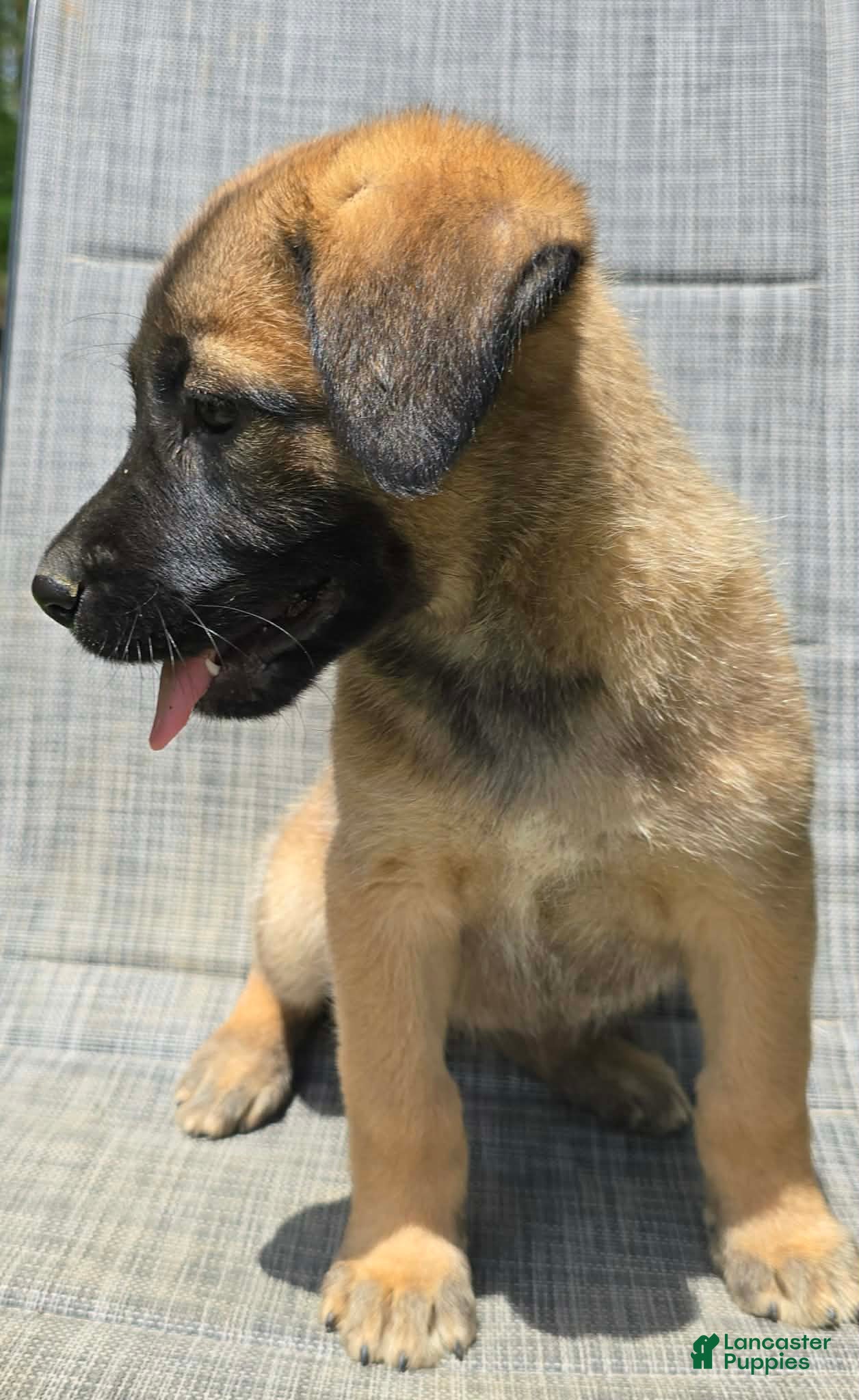 Mixed Breed dogs Mixed Breed Puppy 6 - Ad 5