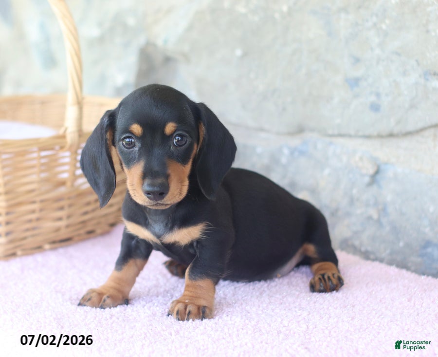 Miniature Dachshund dogs Colt - Ad 1