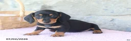 Miniature Dachshund dogs for sale: Colt - Ad 1