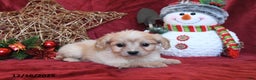 Cavachon dogs for sale: Clifford - Ad 5