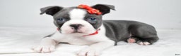 Boston Terrier dogs for sale: Hudson - Ad 6