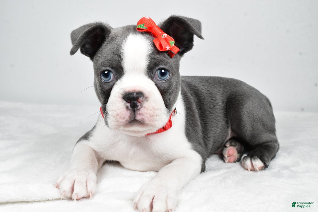 Boston Terrier dogs for sale: Hudson - Ad 6