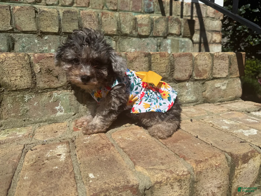 Miniature Poodle dogs for sale: Chai - Ad 2