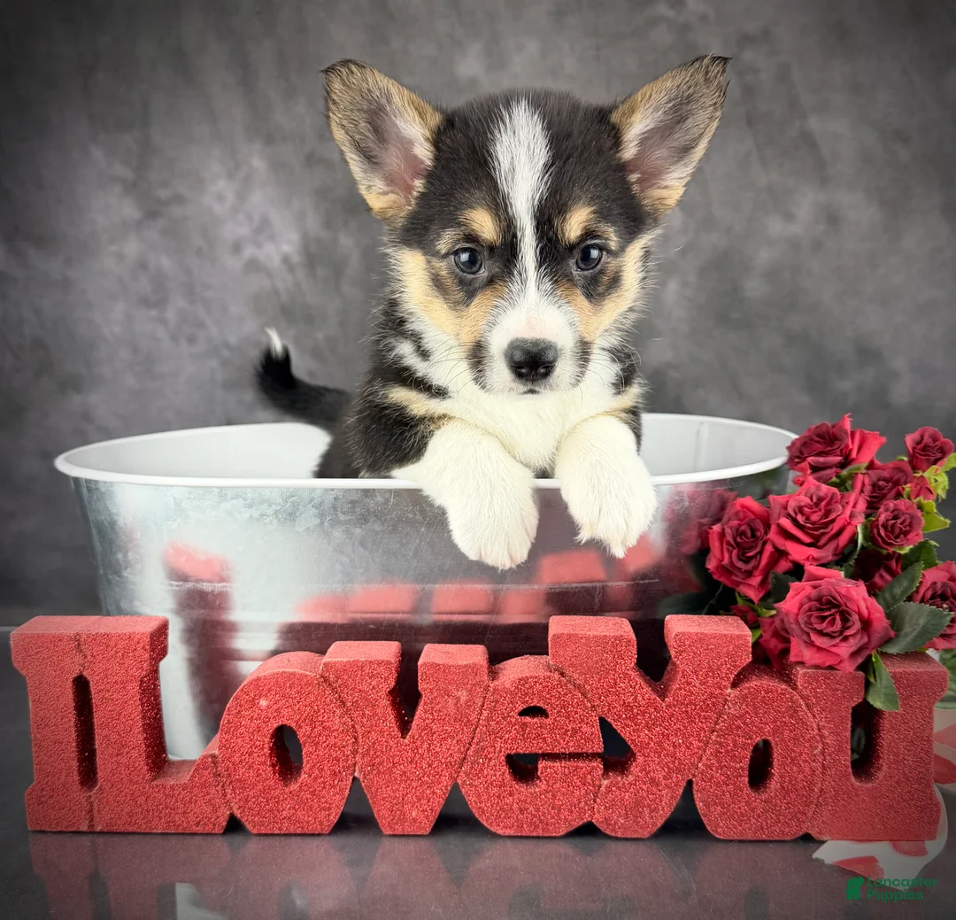 Welsh Corgi Pembroke dogs for sale: Loki Tailed Baby ❤️ - Ad 1