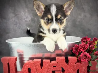 Welsh Corgi Pembroke dogs Loki Tailed Baby ❤️ - Ad 3