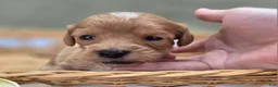 Cavapoo dogs for sale: Miles - Ad 26