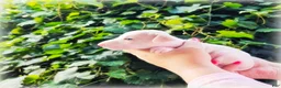 Italian Greyhound dogs for sale: Diorin - Ad 4