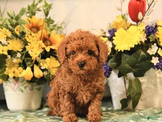 Miniature Poodle dogs Lucy - Ad 12