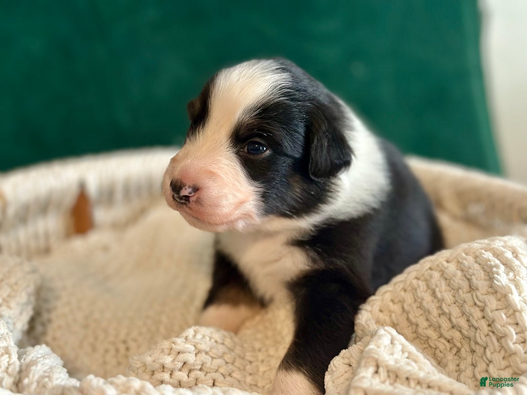 Australian Shepherd dogs for sale: Black Tri Male (Jack) - Ad 3