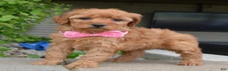 Mini Goldendoodle dogs for sale: Mini Gabby - Ad 3
