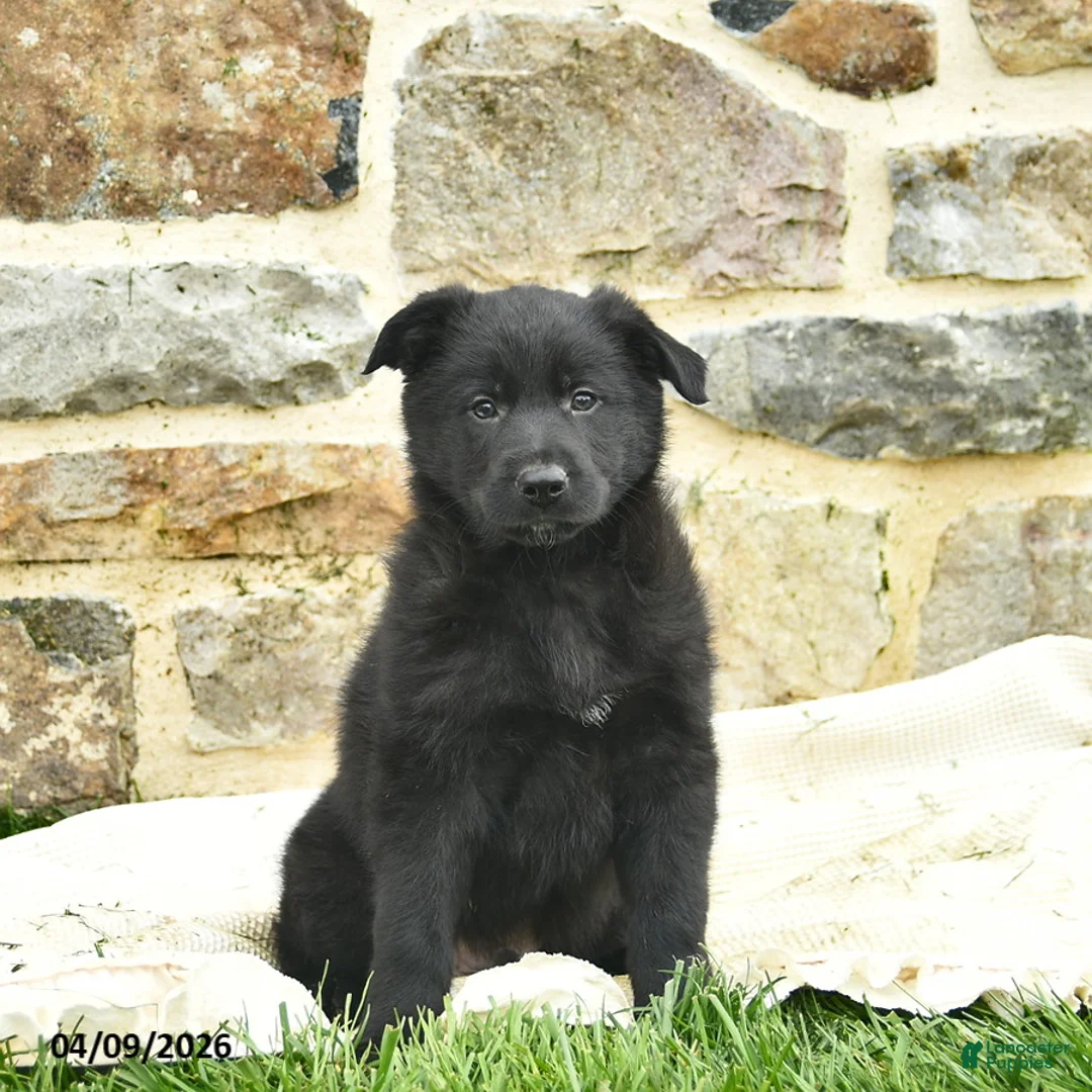 Mixed Breed dogs for sale: Charlie  - Ad 1