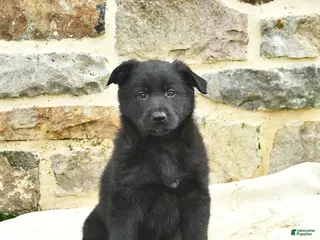 Mixed Breed dogs for sale: Charlie - Ad 3