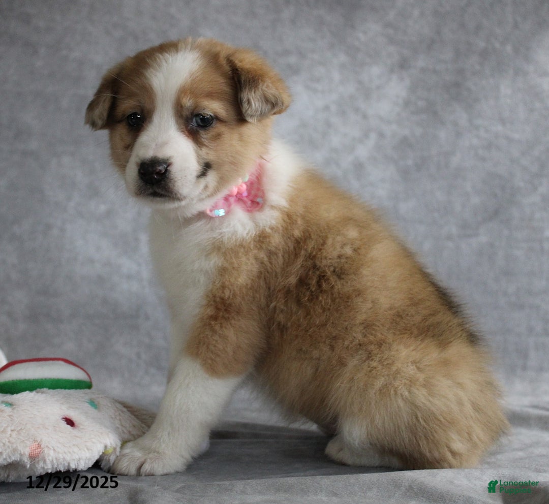 Mixed Breed dogs for sale: Amber - Ad 2