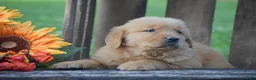 Golden Retriever dogs for sale: Prescott - Ad 4