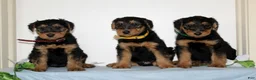 Airedale Terrier dogs for sale: Sparkles  - Ad 4