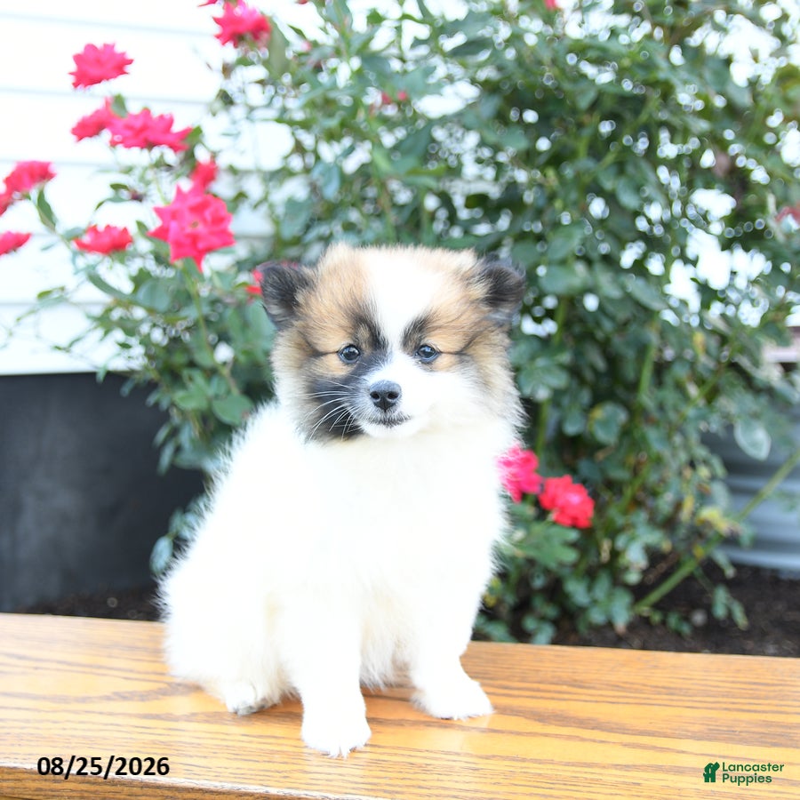 Pomeranian dogs Kathy - Ad 2