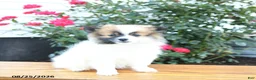 Pomeranian dogs for sale: Kathy - Ad 2