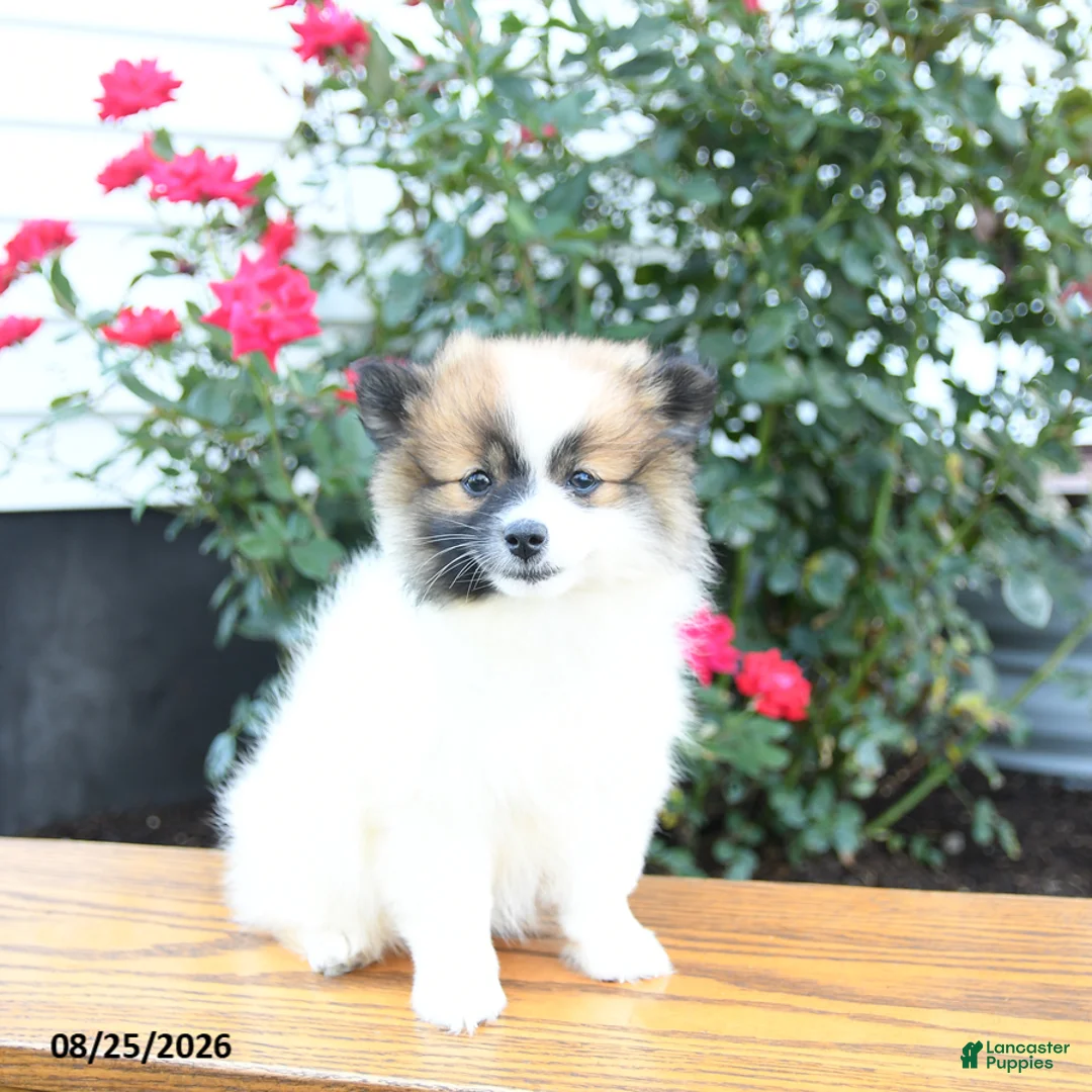Pomeranian dogs for sale: Kathy - Ad 2