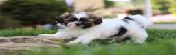 Shih Tzu dogs for sale: Bohdi - Ad 4