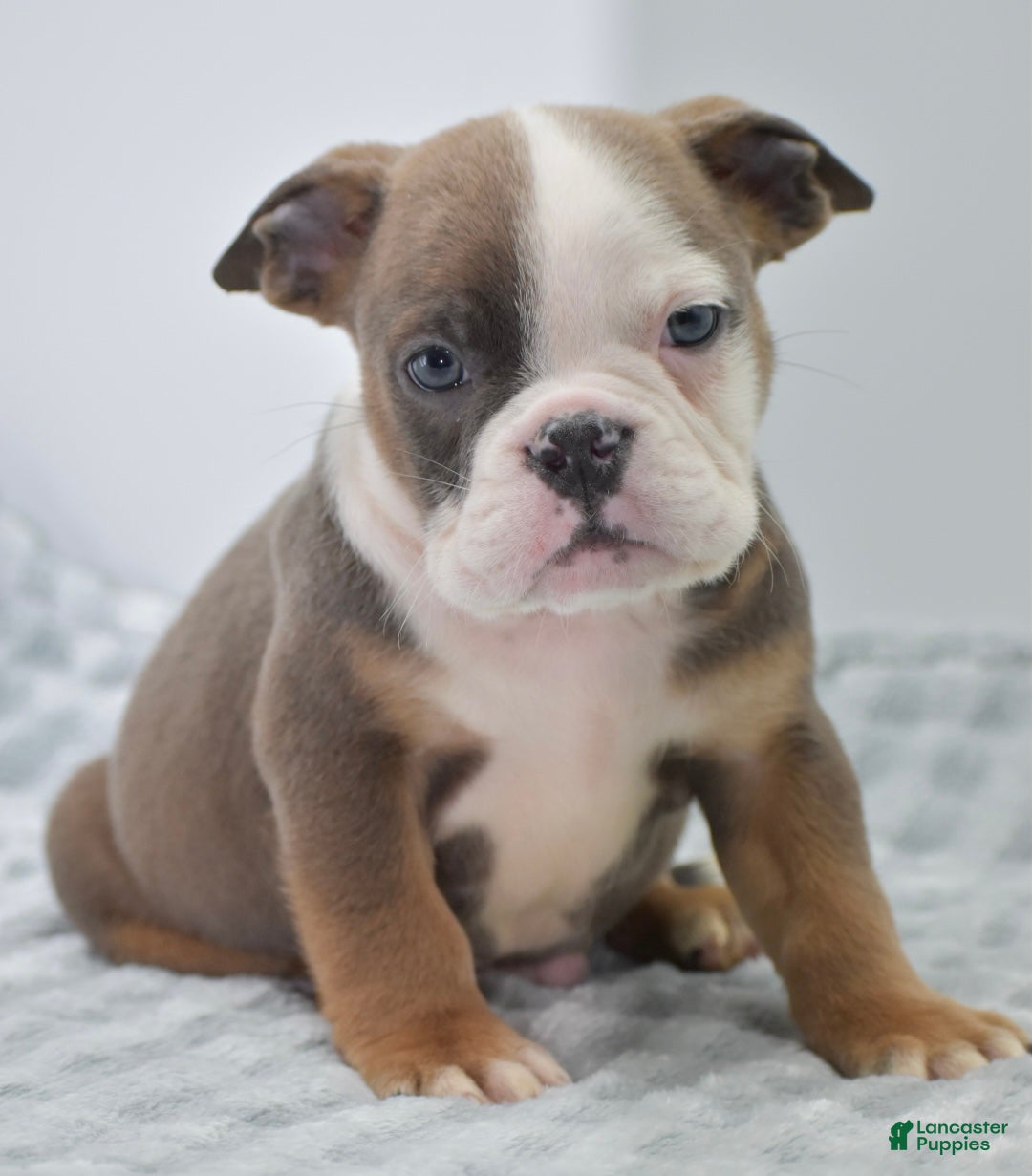 Mixed Breed dogs Duke mini bulldog  - Ad 31
